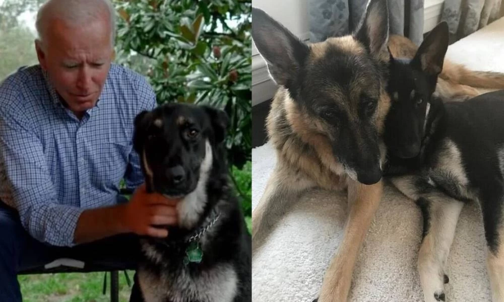 Σκυλομπελάδες στον Λευκό Οίκο! Ο σκύλος του Μπάιντεν δάγκωσε ασφαλίτη